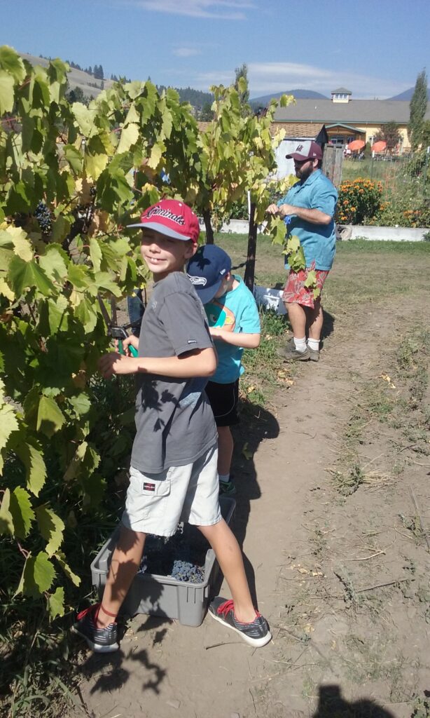 This weekend - October 9-11th - is the annual community grape harvest at Ten Spoon Winery and Vineyard in Missoula, Montana