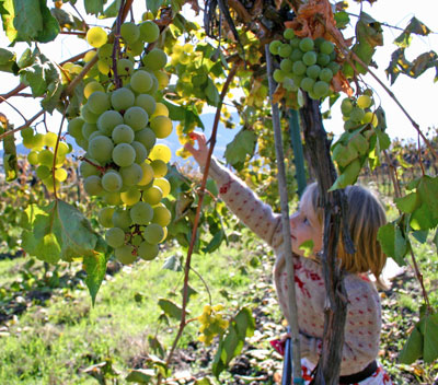 This weekend - October 9-11th - is the annual community grape harvest at Ten Spoon Winery and Vineyard in Missoula, Montana