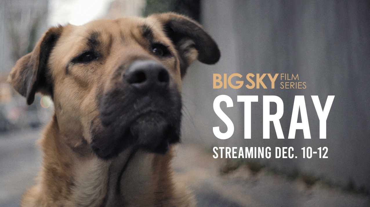 Big Sky Film Series: Stray