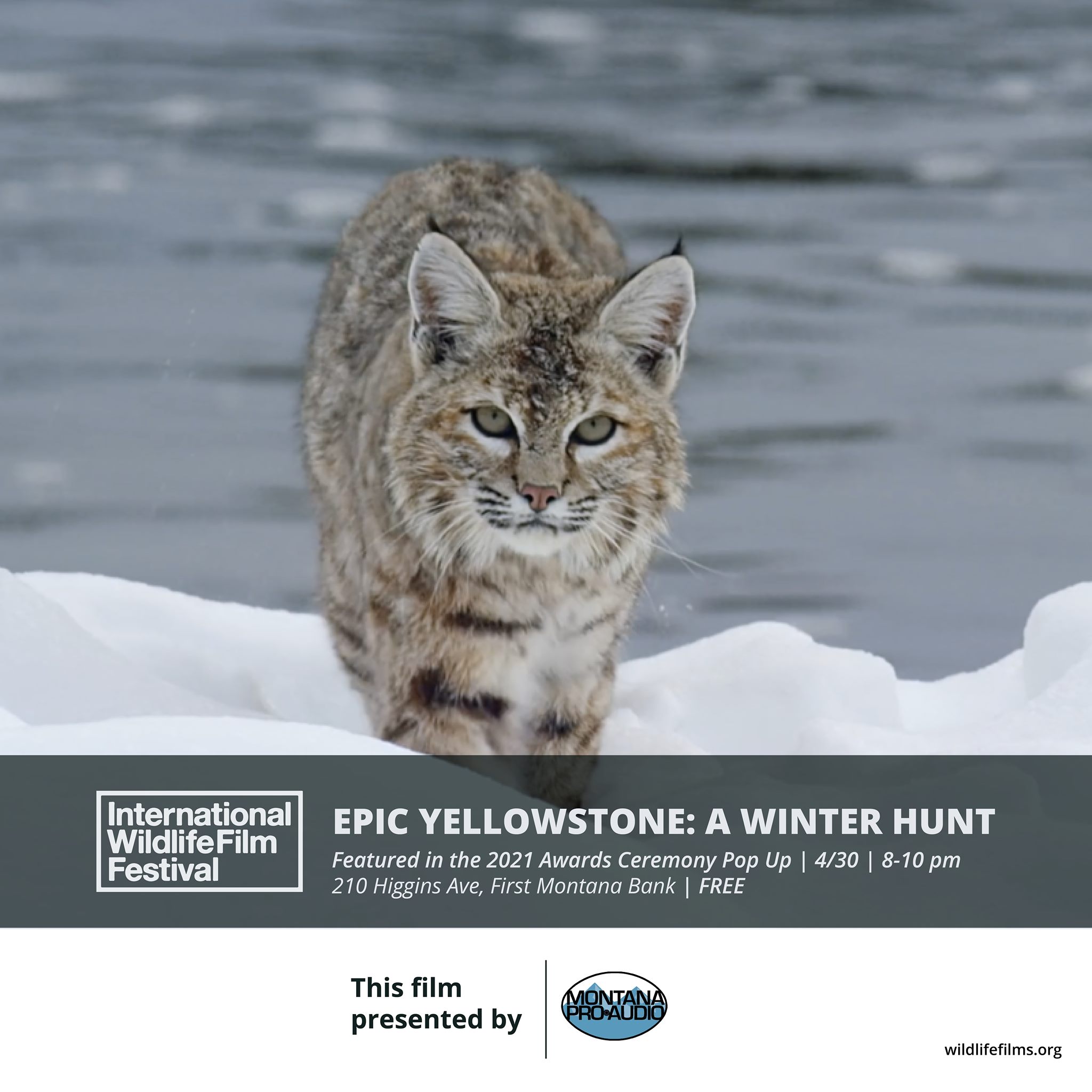 Epic Yellowstone: A Winter Hunt