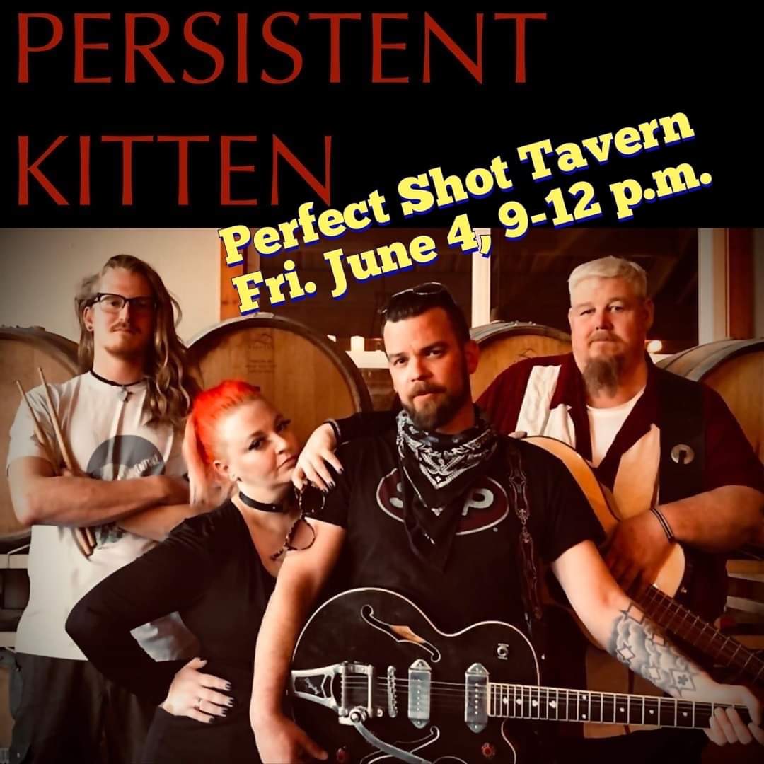 Persistent Kitten at Perfect Shot Tavern