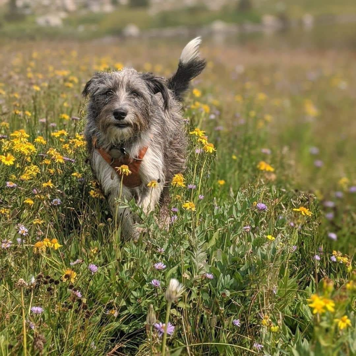 Five Valleys Land Trust Volunteer Dog Waste Cleanup